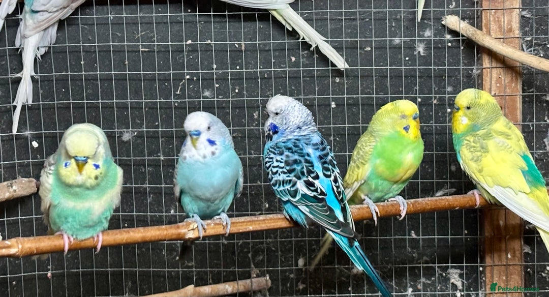 Budgerigars birds for sale: Beautiful Budgies for sale - Advert 9