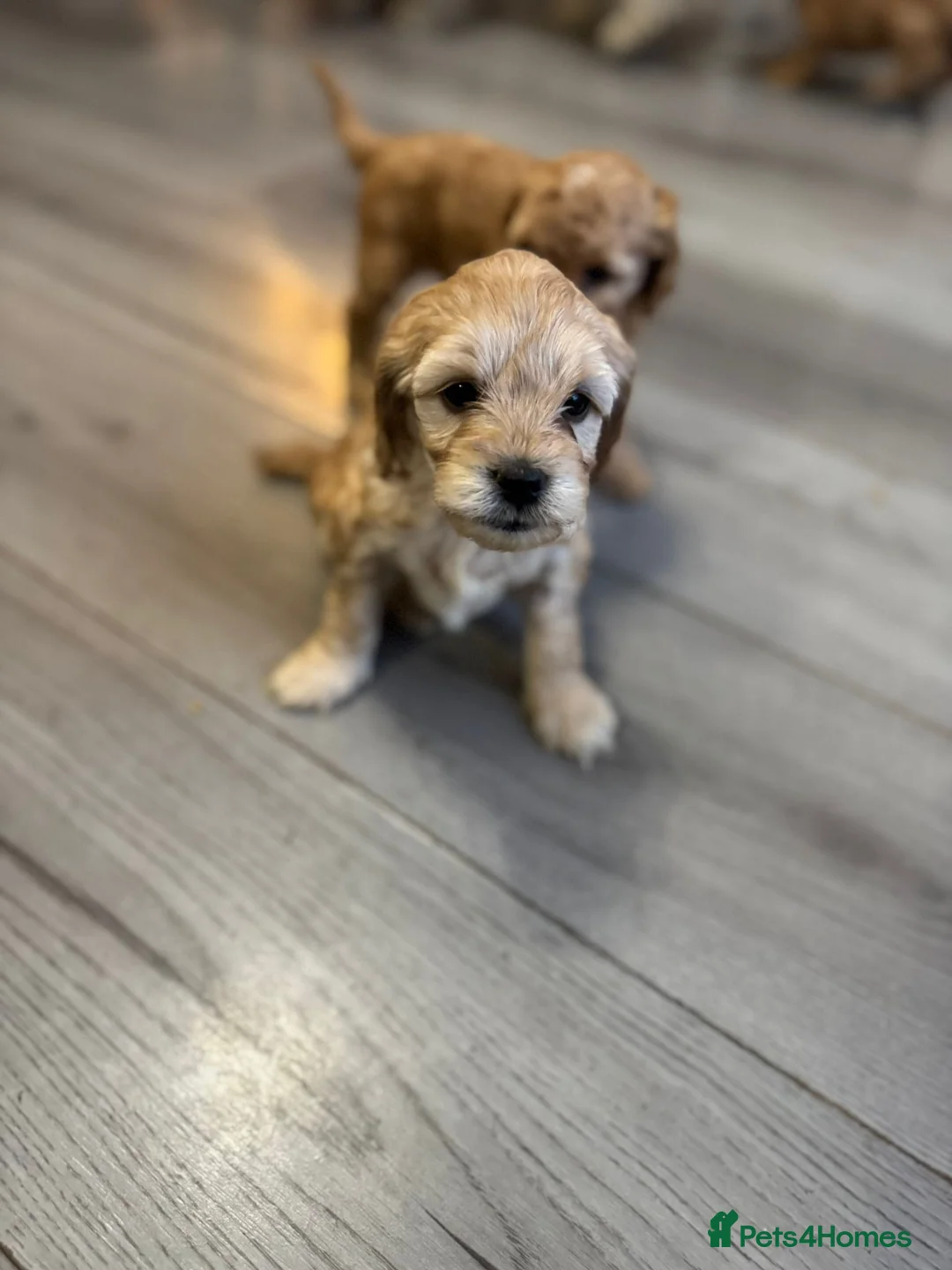 Cockapoo dogs for sale: Cocerpoo puppys Manchester  - Advert 7