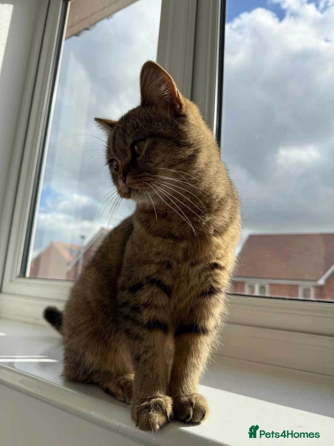 British Shorthair cats for sale: Golden Tabby British Short hair female - Advert 1