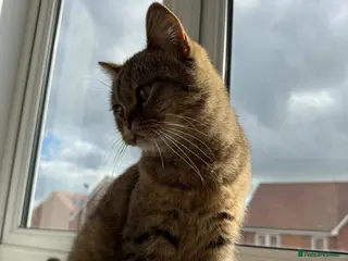 British Shorthair cats Golden Tabby British Short hair female - Advert 4