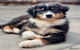Miniature American Shepherd dogs for sale: Miniature American Shepherds  - Image 5