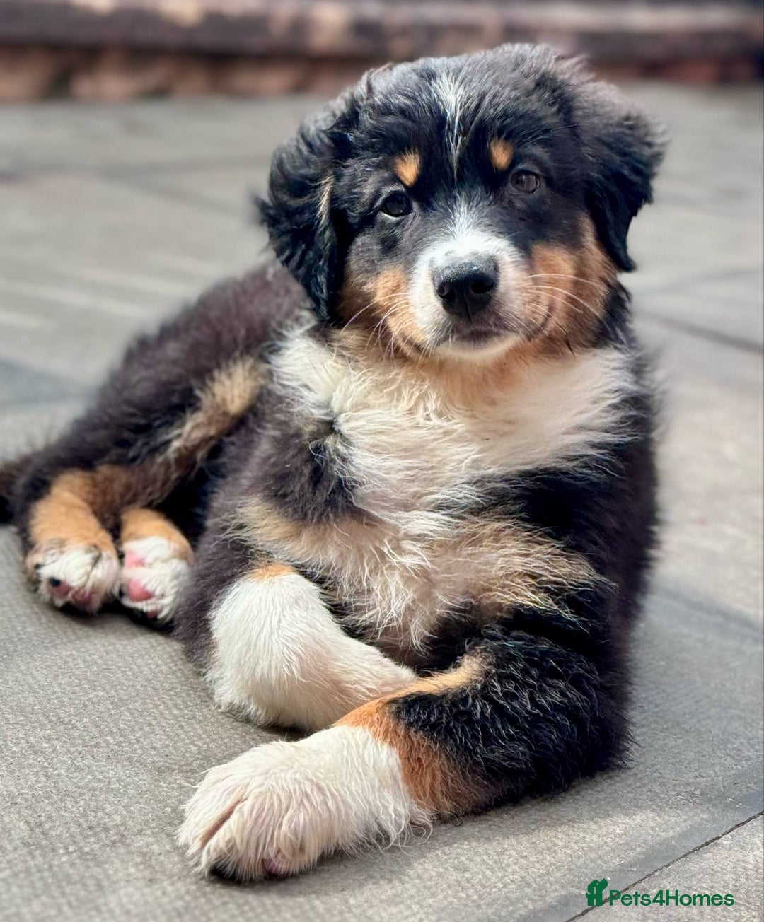 Miniature American Shepherd dogs for sale: Miniature American Shepherds  - Image 5