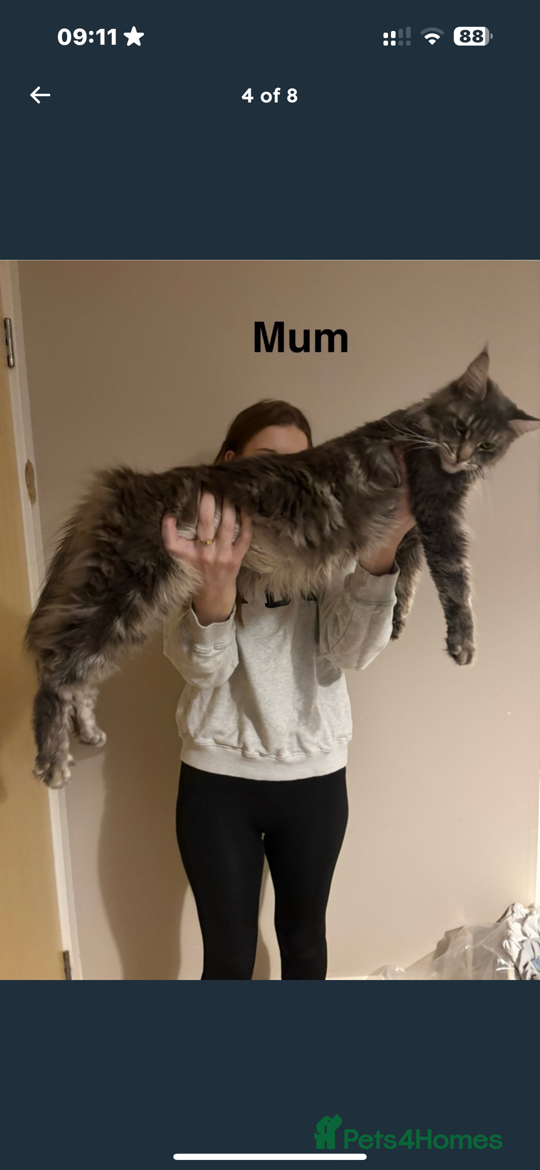 Maine Coon cats for sale: Beautiful XXL Maine Coon Boy 3 Months Old  - Advert 9