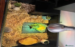 Turtle reptiles for sale: Horsefield turtle - Image 3