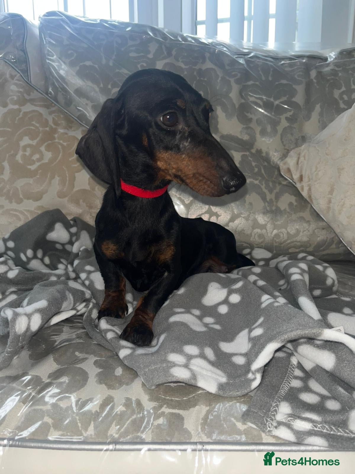 Miniature Dachshund dogs Miniature dachshund  - Advert 5