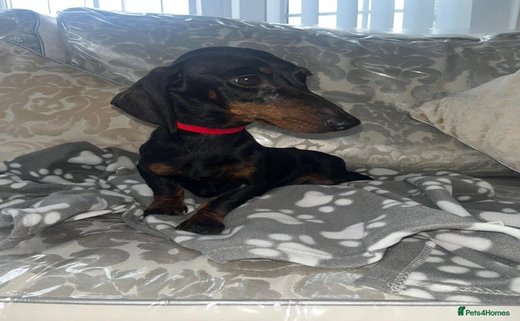 Miniature Dachshund dogs - Advert 12