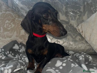 Miniature Dachshund dogs Miniature dachshund - Advert 9