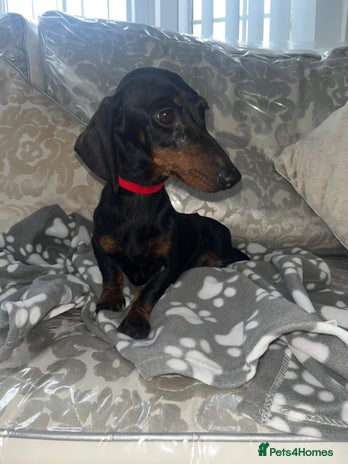 Miniature Dachshund dogs - Advert 12