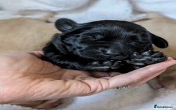 Labrador Retriever dogs for sale: Stunning labrador puppies from good working lines - Advert 35