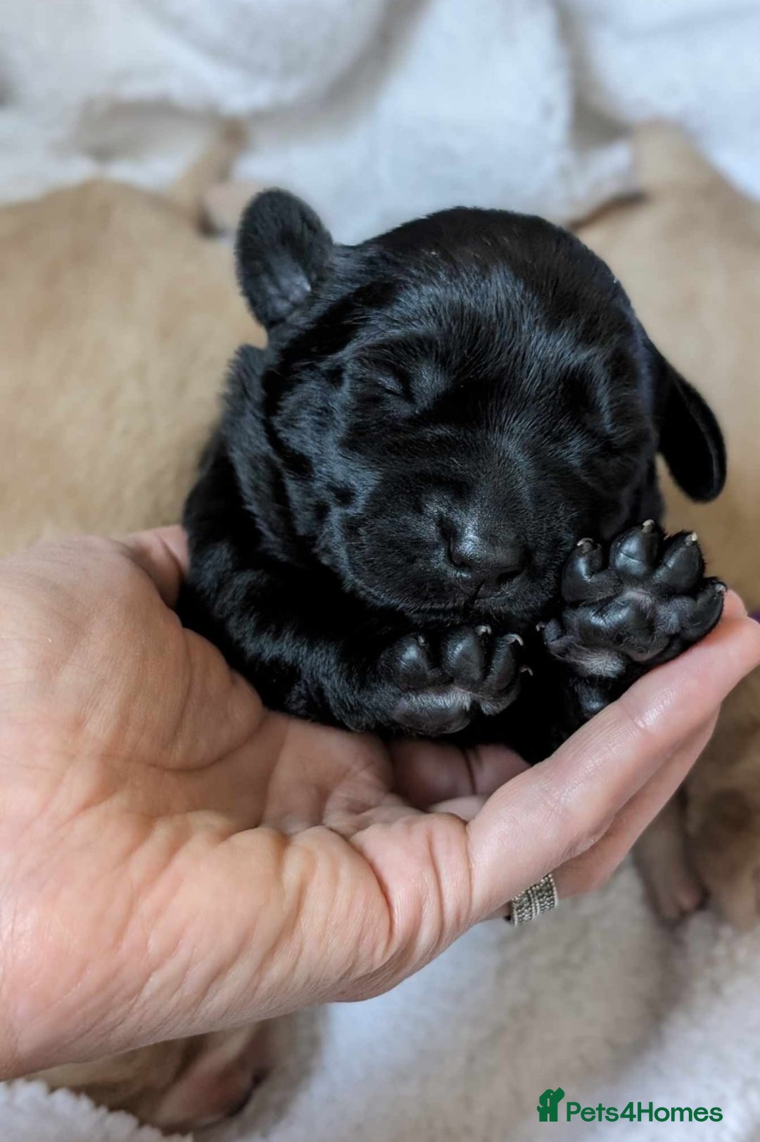 Labrador Retriever dogs for sale: Stunning labrador puppies from good working lines - Advert 35