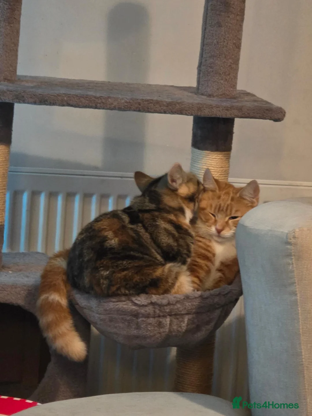 Mixed Breed cats for sale: 2 beautiful cats for rehoming  - Advert 4