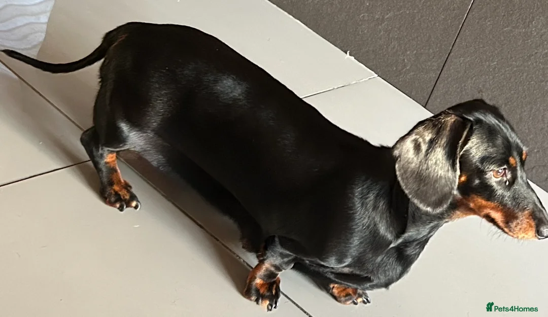 Miniature Dachshund dogs for sale: 💙Ready now💙 tiny miniature boy PRA clear  - Advert 3