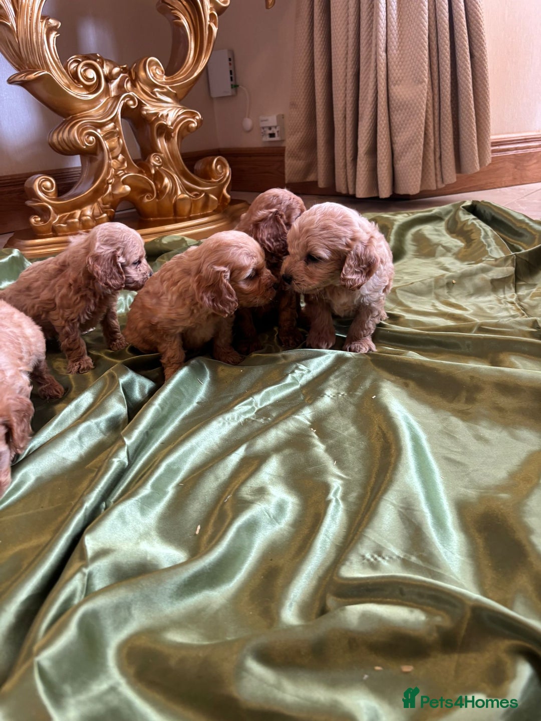 Cockapoo dogs for sale: F1 DNA Health Tested Cockapoos  - Image 9