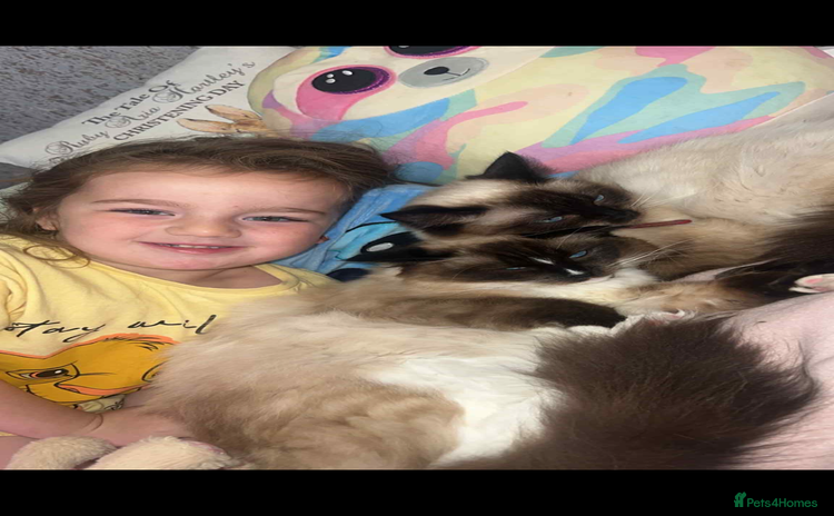 Ragdoll cats - Advert 4