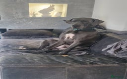 Great Dane dogs for sale: Stunning litter of 9 Great Danes  - Image 2