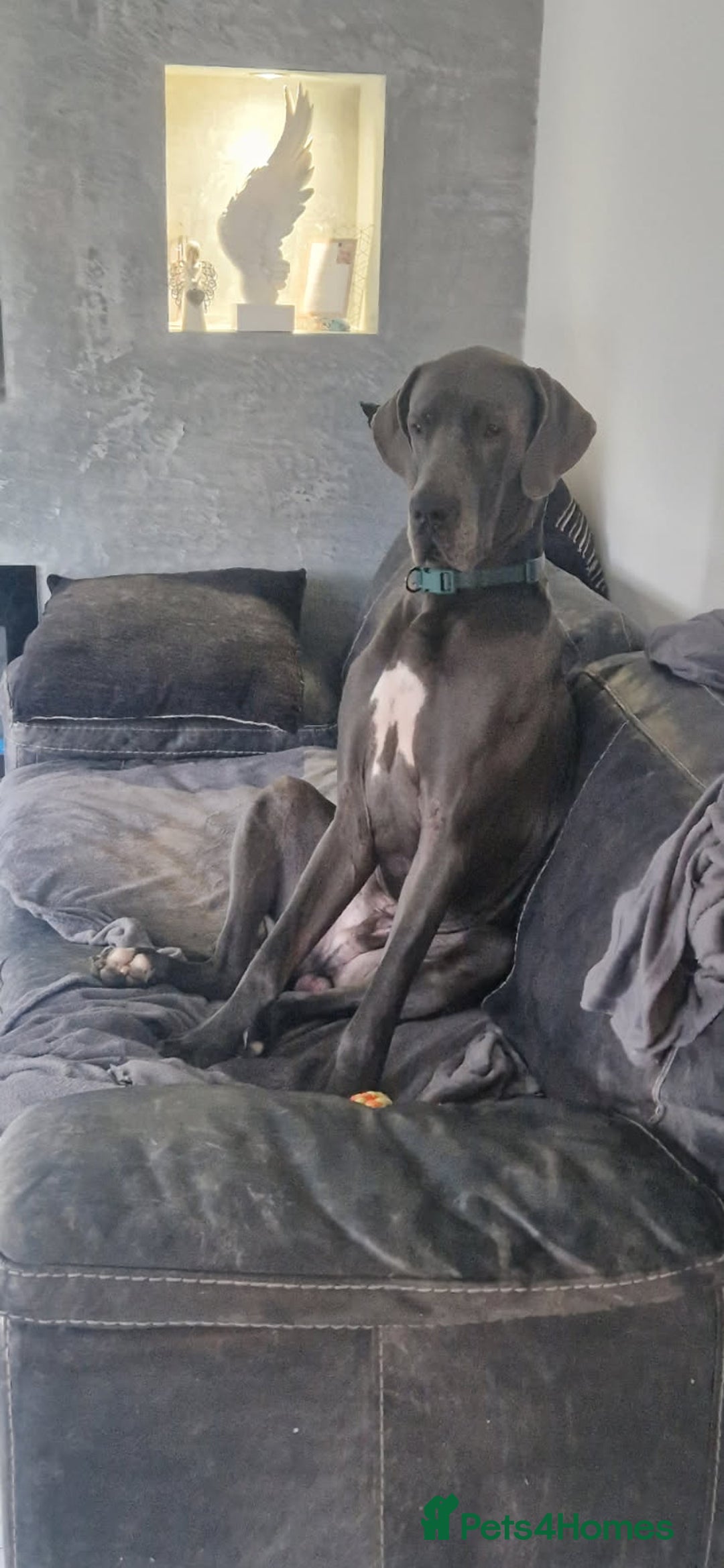 Great Dane dogs for sale: Stunning litter of 9 Great Danes  - Image 2