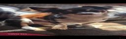 Chihuahua dogs for stud: Chocolate tri Long haired chihuahua  - Advert 11