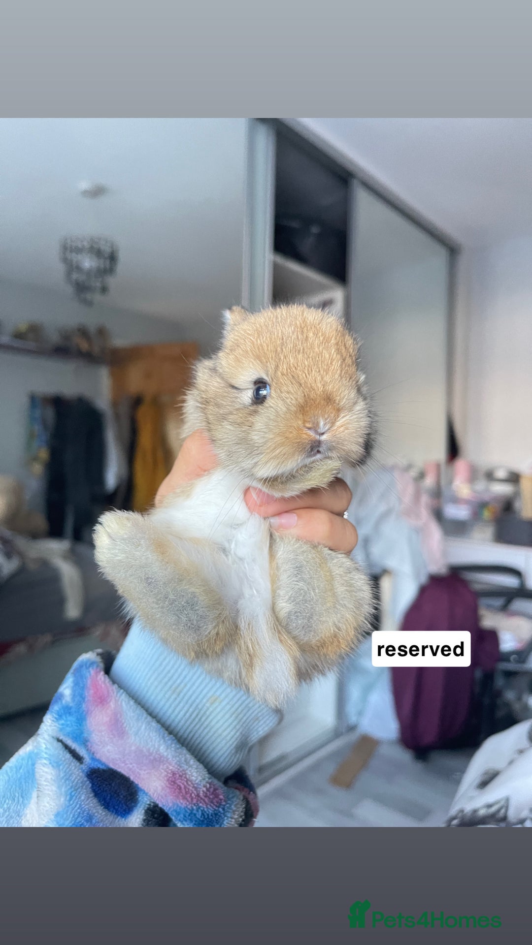 Mini Lion Lop rabbits for sale: Mini lop lion heads  - Image 6