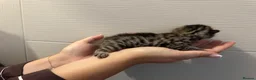 Bengal cats for sale: Beautiful bengal kittens  in Watlington - Advert 3