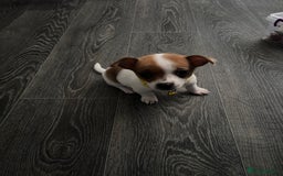 Pomchi dogs for sale: Pomchi puppies - Image 7