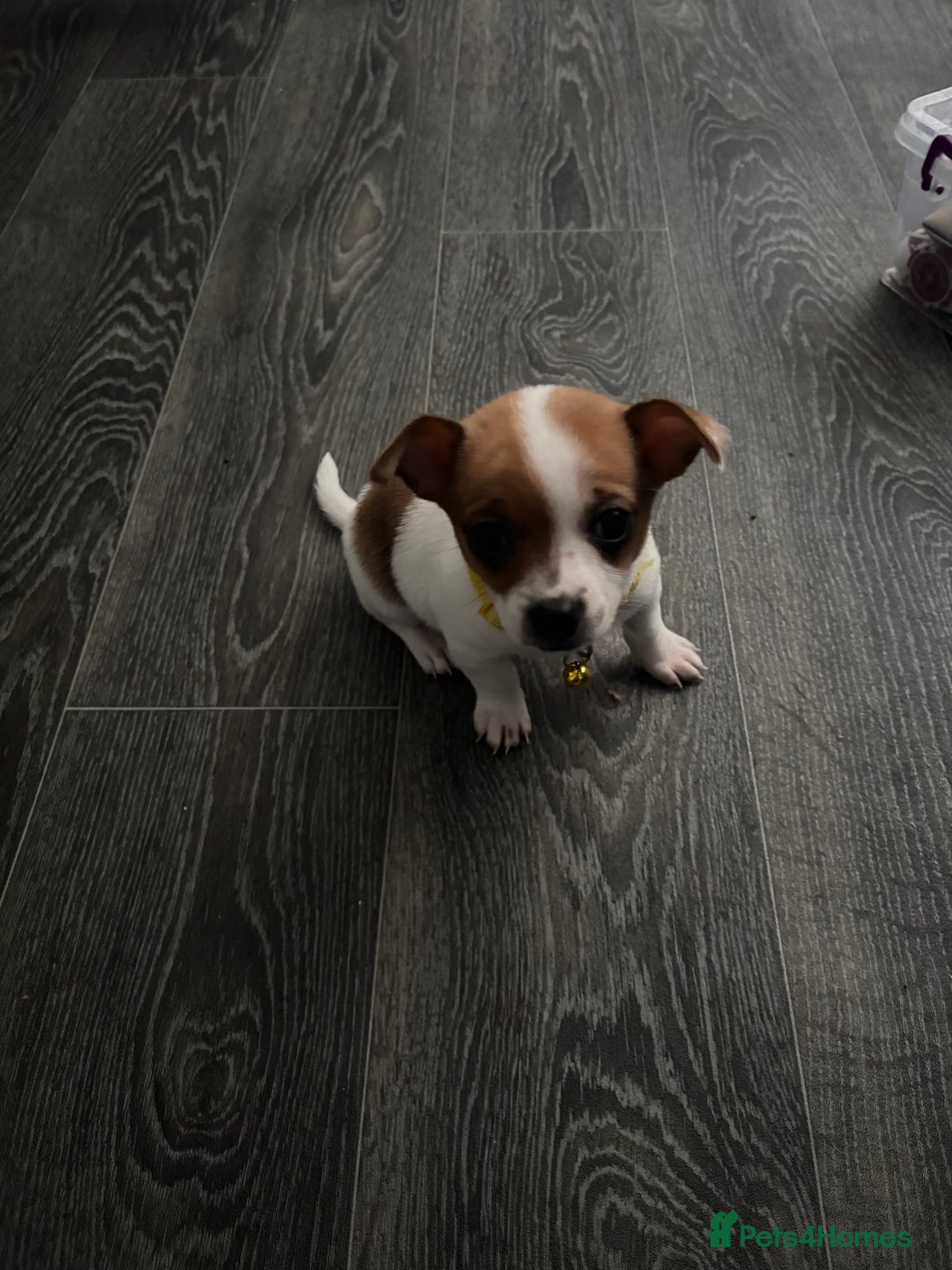 Pomchi dogs for sale: Pomchi puppies - Image 7