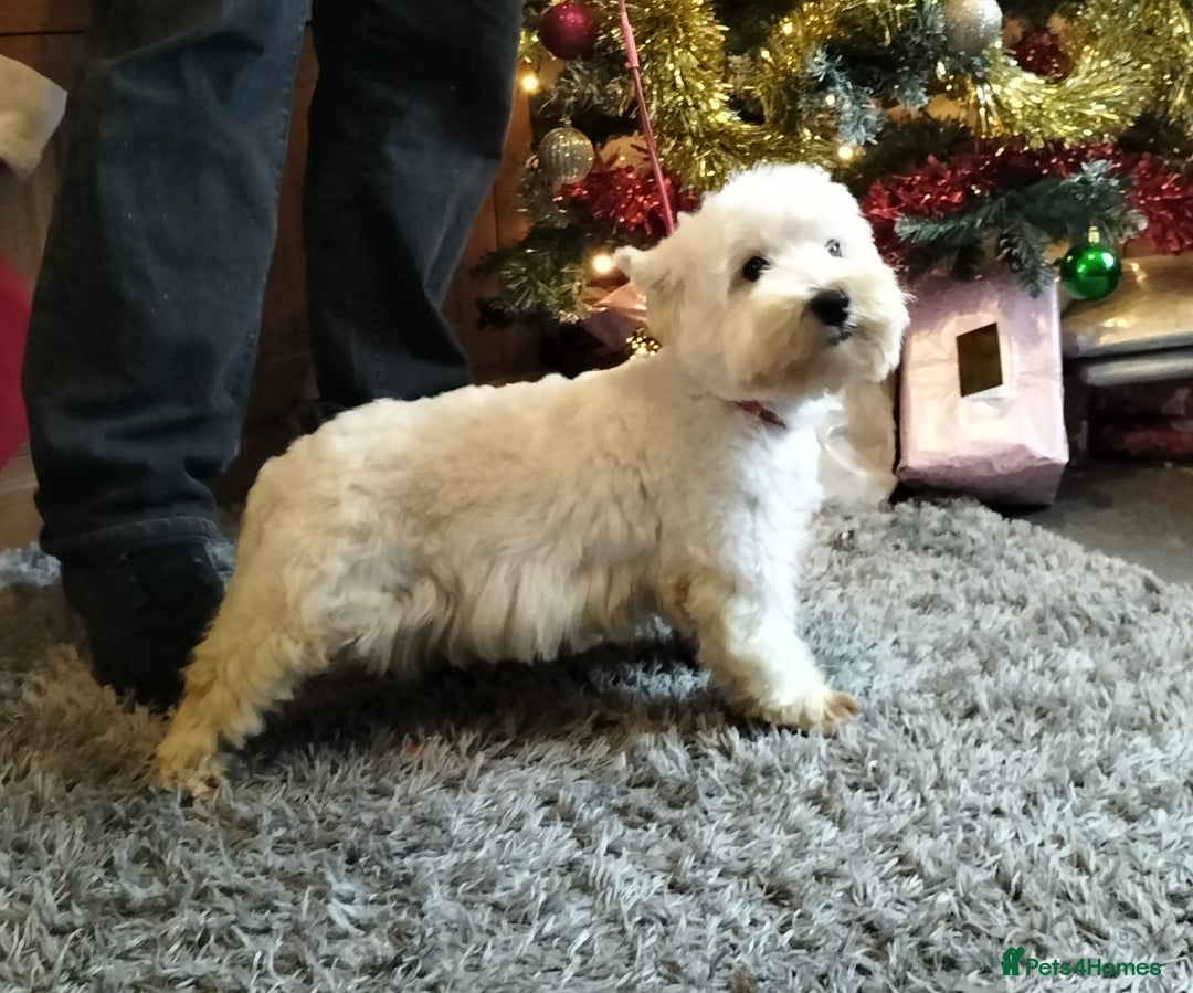 West Highland Terrier dogs for sale: 2yo KC westie girl  - Advert 2