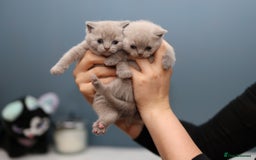 British Shorthair cats for sale: 🐾 Pedigree Lilac BSH Boy & Girl – Ready Soon! - Image 2