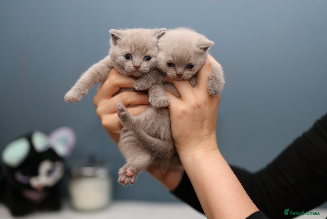 British Shorthair cats for sale: 🐾 Pedigree Lilac BSH Boy & Girl – Ready Soon! - Image 2