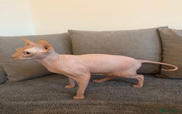 Sphynx cats for sale: Sphynx boy 2 years old  - Advert 1