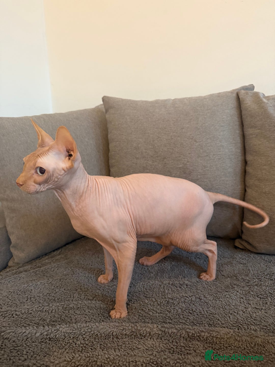 Sphynx cats for sale: Sphynx boy 2 years old  - Advert 1