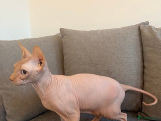 Sphynx cats for sale: Sphynx boy 2 years old - Advert 1