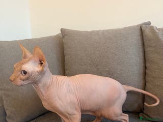 Sphynx cats Sphynx boy 2 years old - Advert 16