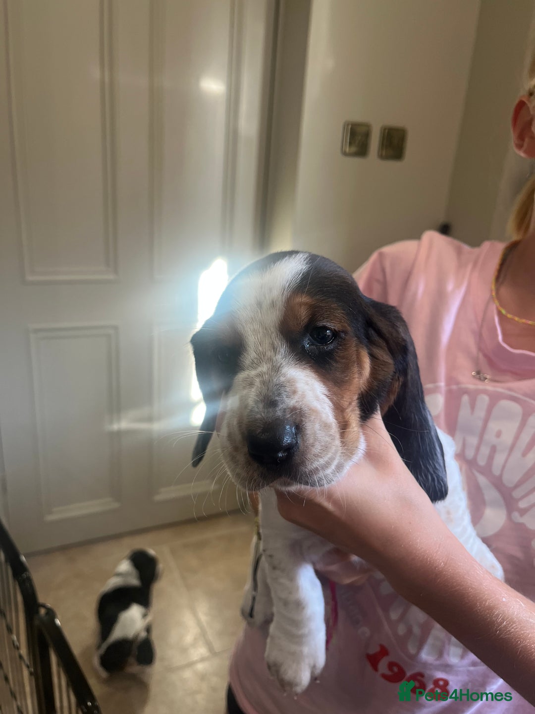 Basset Hound dogs for sale: Beautiful Basset Hound puppies - Image 5