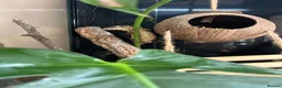 Gecko reptiles for sale: Gargoyle gecko in Stoke-on-Trent - Advert 10