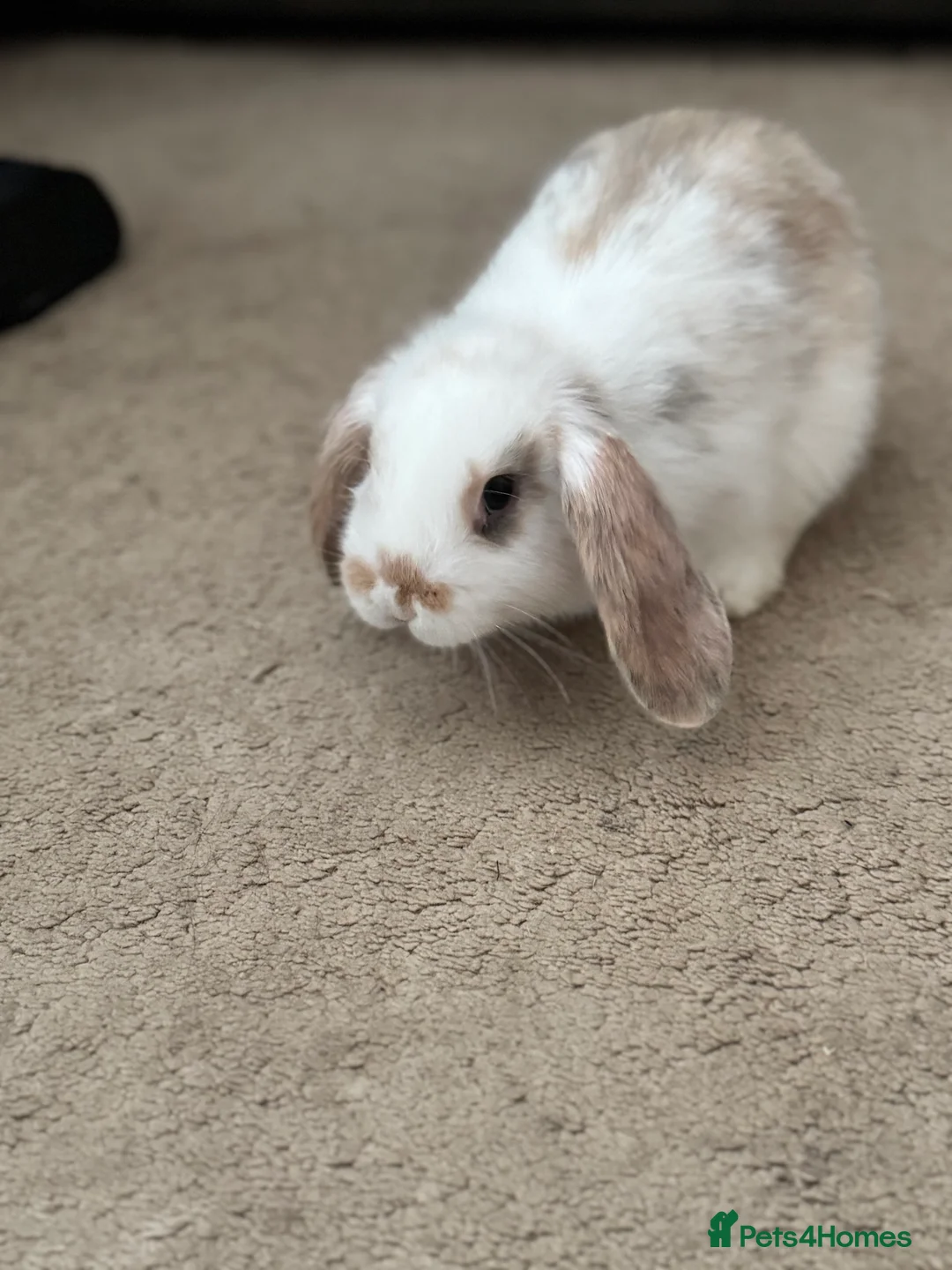 English Lop rabbits for sale: English lop bunny’s  in Canterbury - Advert 2