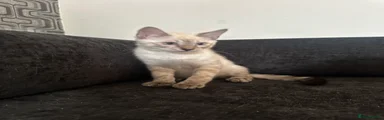 Bengal 1