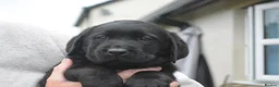 Labrador Retriever dogs for sale: Stunning Puppies From Show Winning Parents - Advert 28