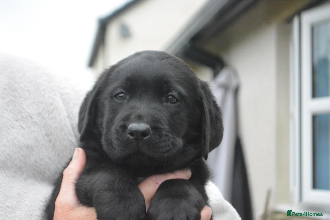 Labrador Retriever dogs for sale: Stunning Puppies From Show Winning Parents - Advert 28
