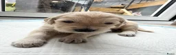 Golden Retriever dogs for sale: Golden Retriever Puppies  - Advert 22