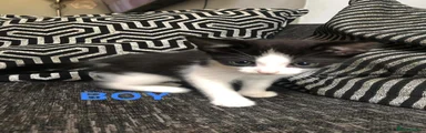 Domestic Shorthair 2