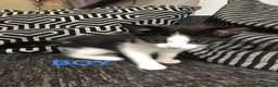 Domestic Shorthair cats for sale: Kittens  - Advert 3