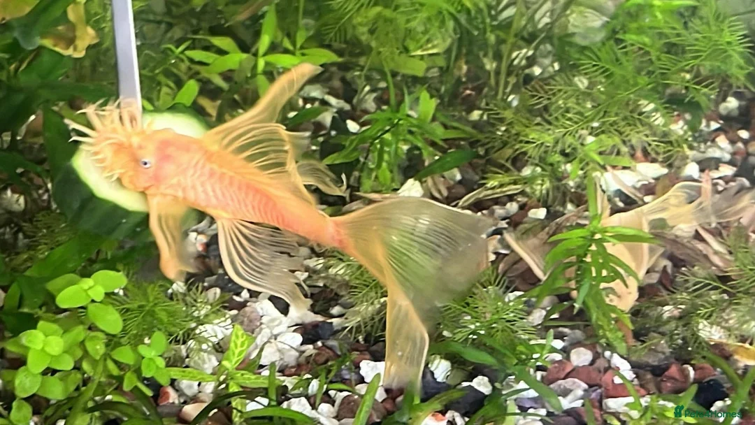 Catfish fish for sale: Various species of Ancistrus.Juveniles and adults. - Advert 2