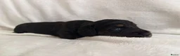 Miniature Dachshund dogs for sale: Stunning KC Reg Long-Haired Mini Dachshund Puppies in Sheffield - Advert 7