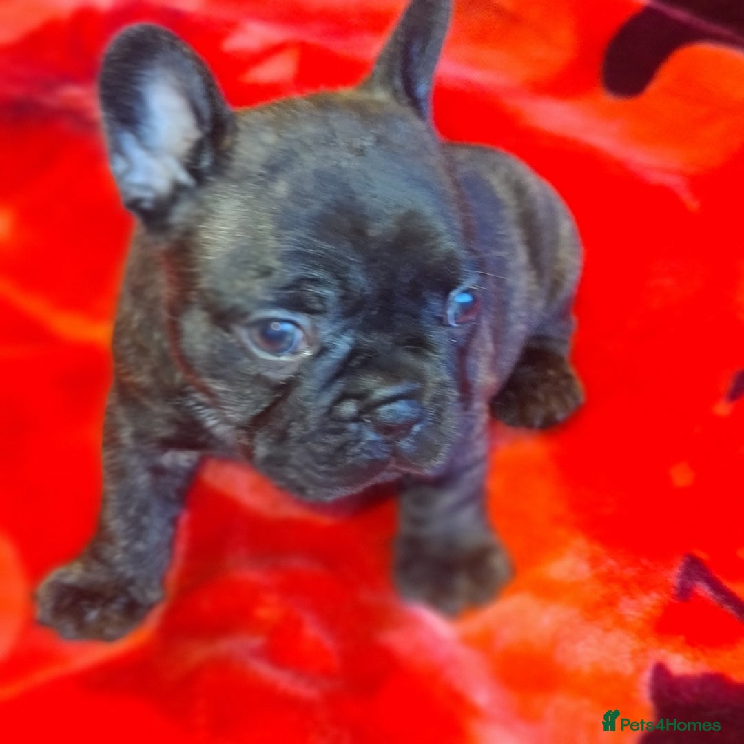 French Bulldog dogs for sale: French Bulldog puppies - Advert 11