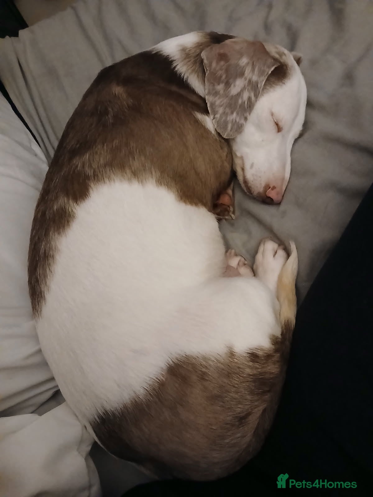 Dachshund dogs Beautiful DD Dachshund  - Advert 1