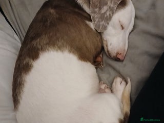 Dachshund dogs Beautiful DD Dachshund - Advert 1