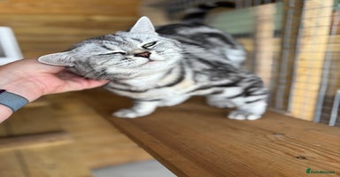 British Shorthair cats - Advert 10