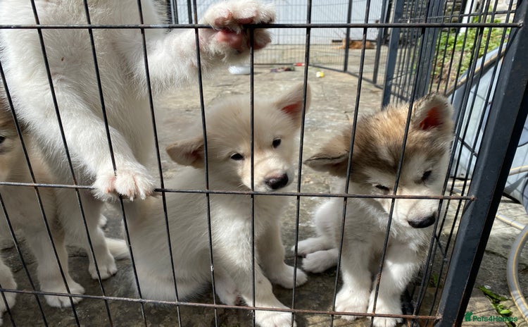 Alaskan Malamute dogs - Advert 2