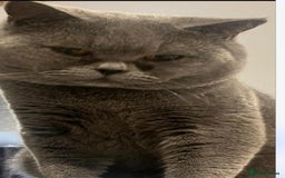 Ragdoll cats for sale: Cross ragdoll and british blue - Image 3