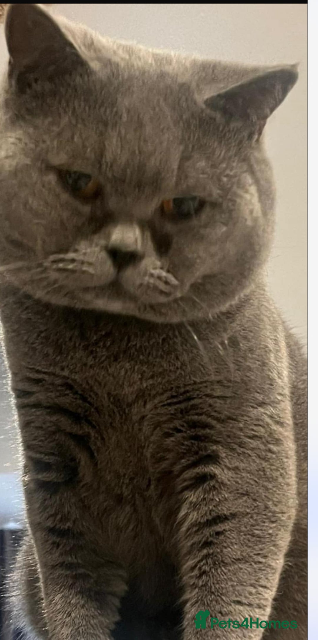 Ragdoll cats for sale: Cross ragdoll and british blue - Image 3